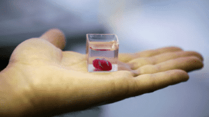 چاپ زیستی سه بعدی قلب