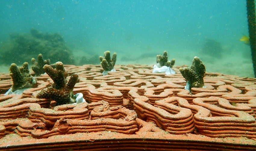 کاشی های پرینت سه بعدی برای حفظ صخره های مرجانی